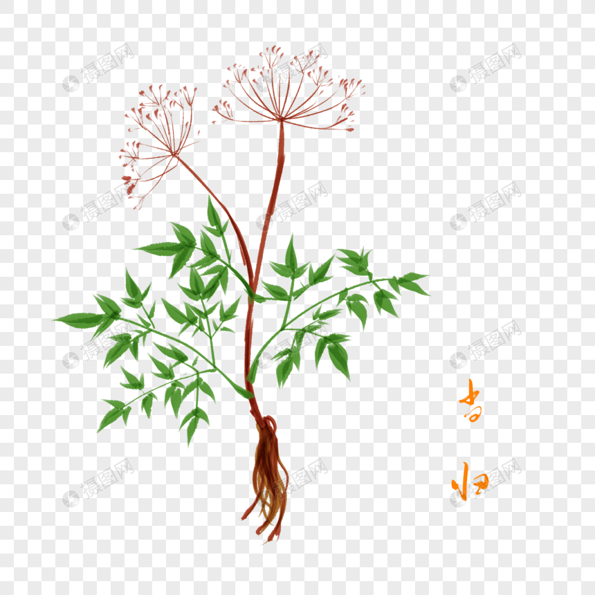 一株当归卡通插图