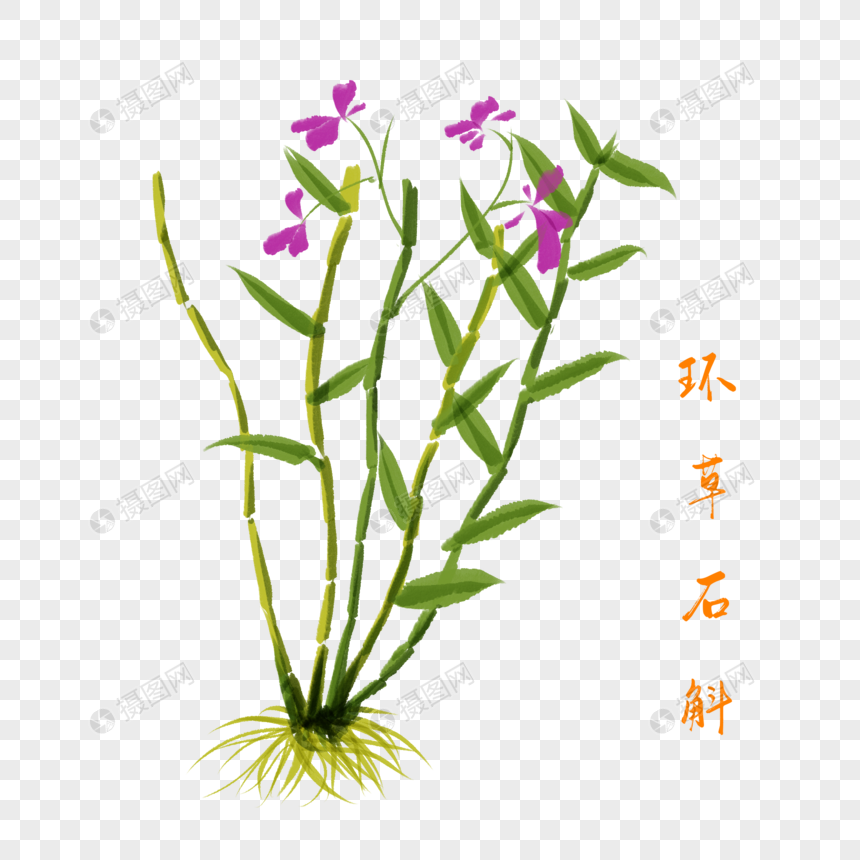 卡通草药环草石斛插图