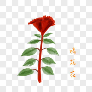 卡通植物鸡冠花插图图片