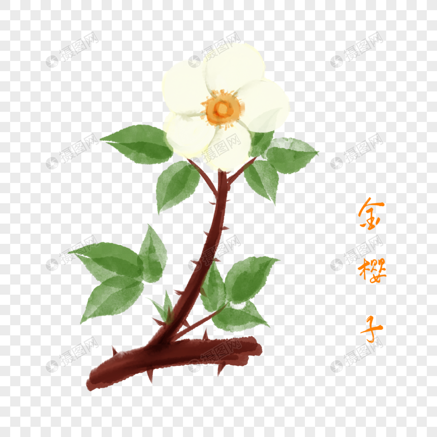 免抠元素 手绘/卡通元素 卡通花朵金樱子插图.psd