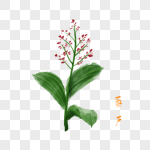 卡通草药藜芦插图图片