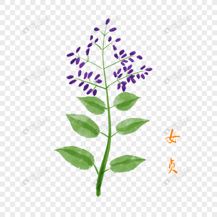 卡通草药女贞插图