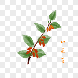 卡通药材山茱萸插图图片