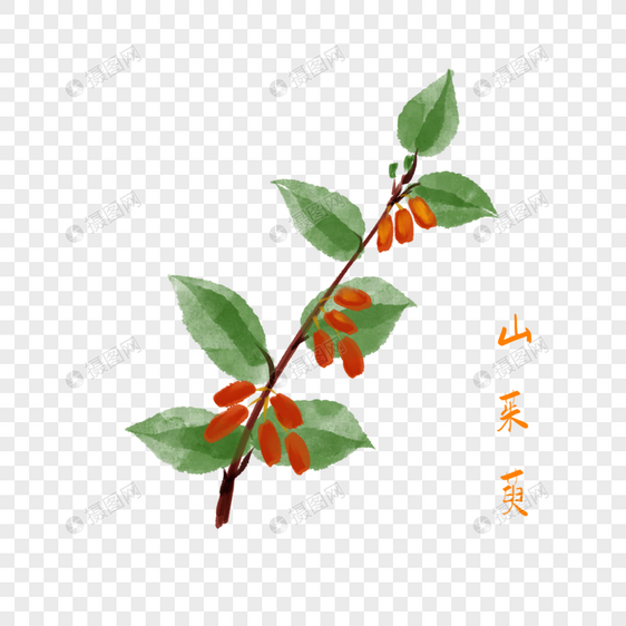 卡通药材山茱萸插图图片