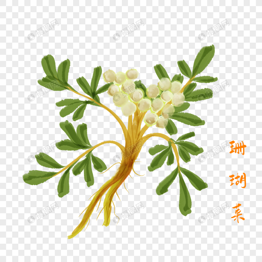 卡通草药珊瑚菜插图图片