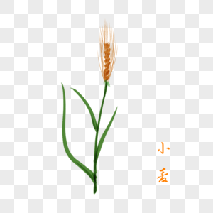 卡通植物小麦插图图片