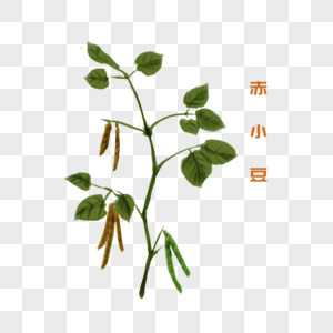 卡通植物赤小豆插图高清图片