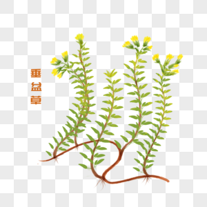 卡通植物垂盆草插图图片