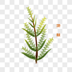 卡通植物地肤插图高清图片