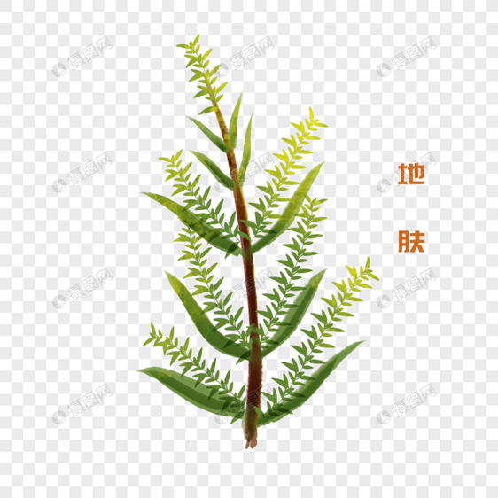 卡通植物地肤插图图片