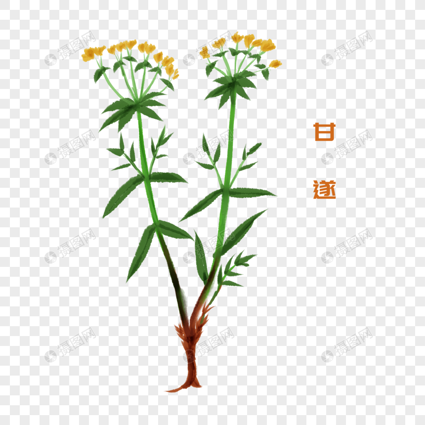 一株草药甘遂插图