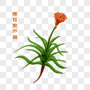 卡通植物库拉索芦荟插图高清图片