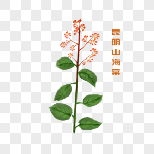 一株昆明山海棠插图高清图片