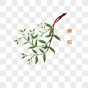 卡通草药络石插图图片