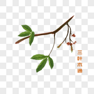 卡通植物三叶木通插图高清图片