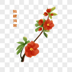 卡通植物贴梗海棠插图图片