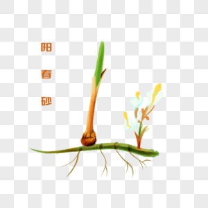 卡通植物阳春砂插图高清图片