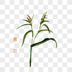 卡通植物薏仁插图图片