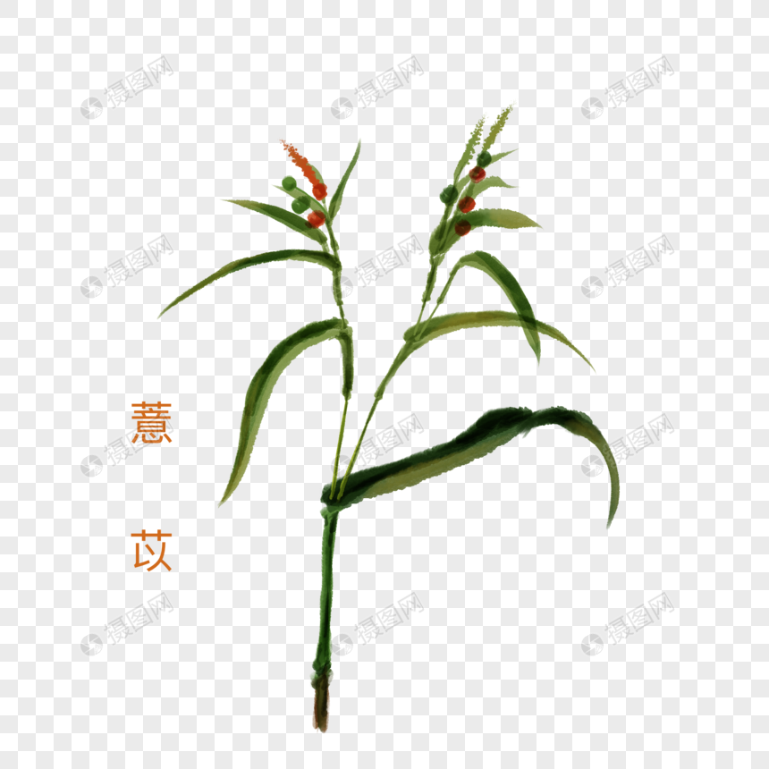 卡通植物薏仁插图图片