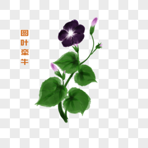 卡通植物圆叶牵牛插图图片