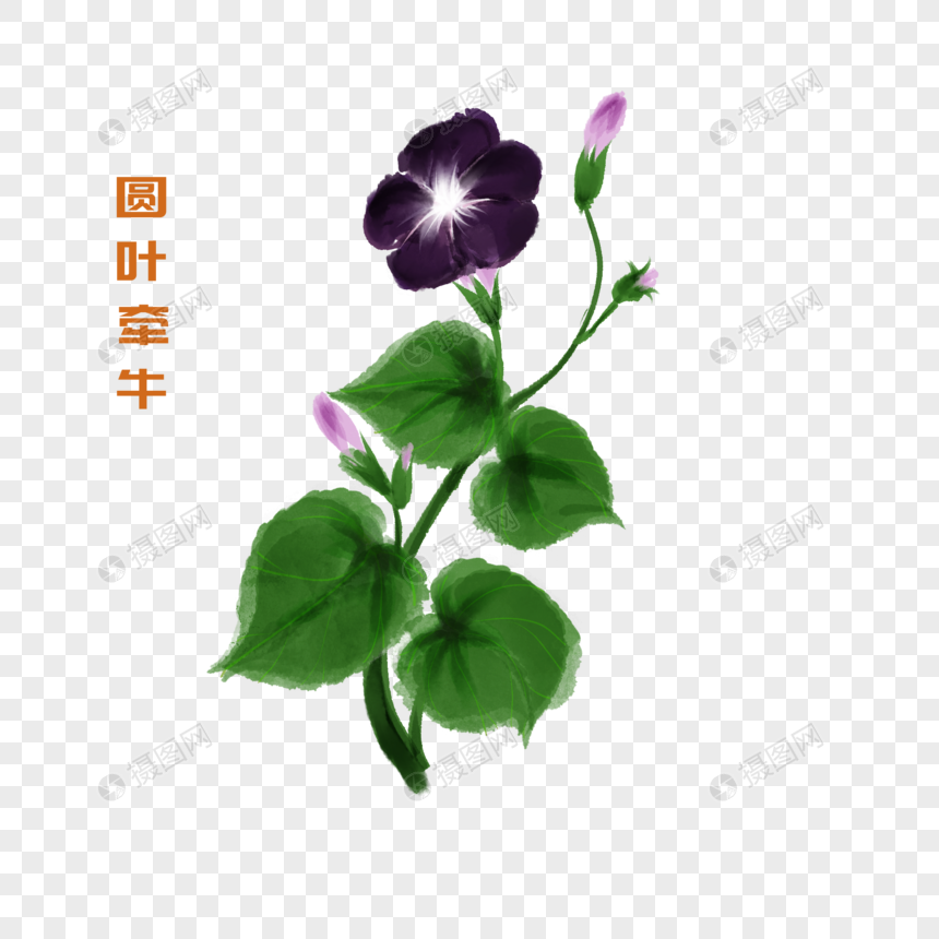 卡通植物圆叶牵牛插图图片