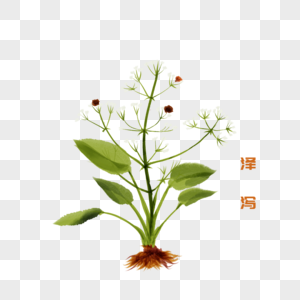 卡通植物泽泻插图高清图片