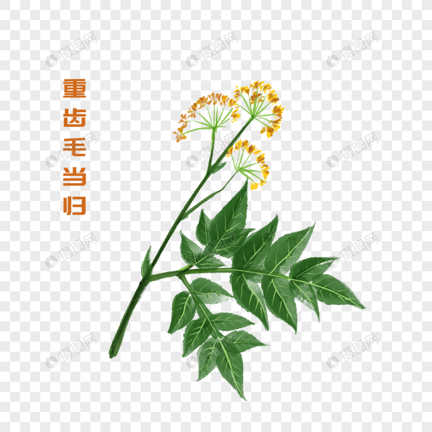 卡通草药重齿毛当归插图