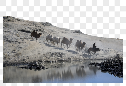 荒域驼队荒凉旷野高清图片