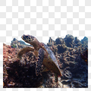 泰国斯米兰群岛的海龟图片
