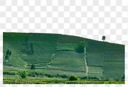 绿色山茶地图片