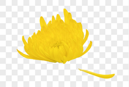 黄菊花瓣图片