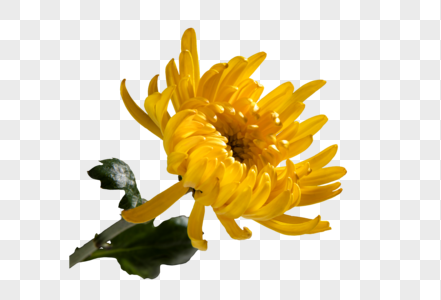 黄菊菊花图片