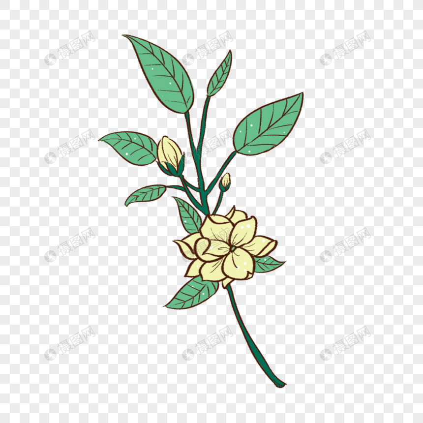 茉莉花
