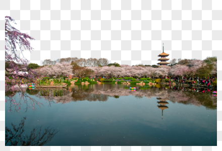 武汉东湖樱花园图片