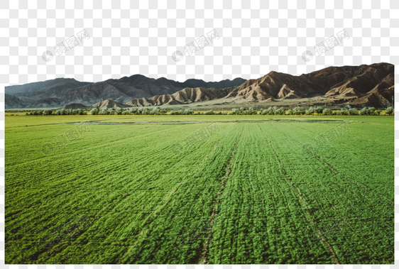 青藏高原的农田图片
