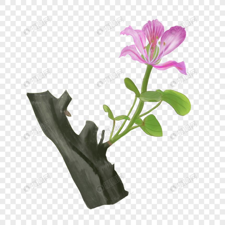 紫荆花