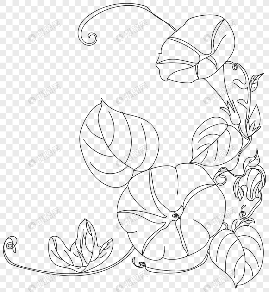 中国风简笔画牵牛花线稿