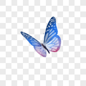 蓝色蝴蝶动植物标本高清图片
