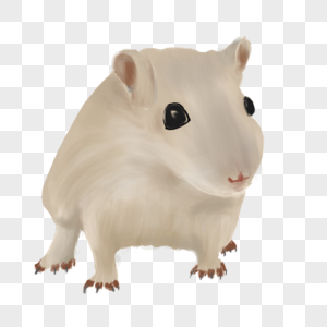 老鼠可爱小白鼠高清图片