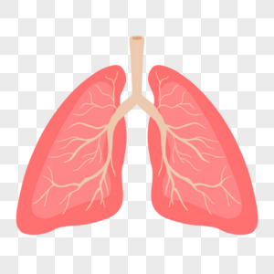 肺图片