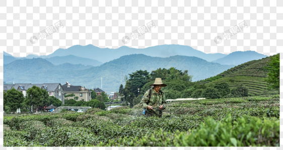 茶园风景图片