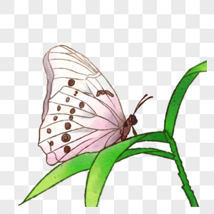 手绘昆虫白色蝴蝶图片