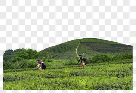 茶园骑行茶园骑行高清图片