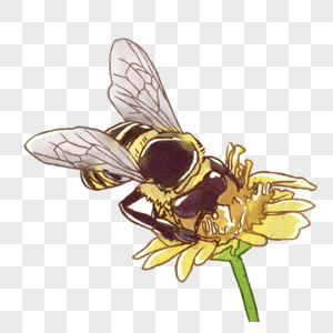 手绘唯美昆虫蜜蜂图片