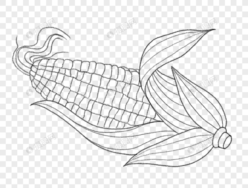 玉米素描玉米白描
