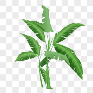 绿色的棕榈树图片