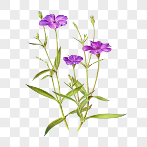 紫色的小花儿图片