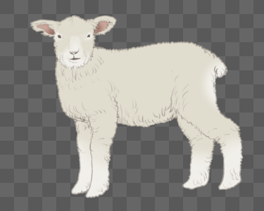 羊羊羔撸羊毛高清图片