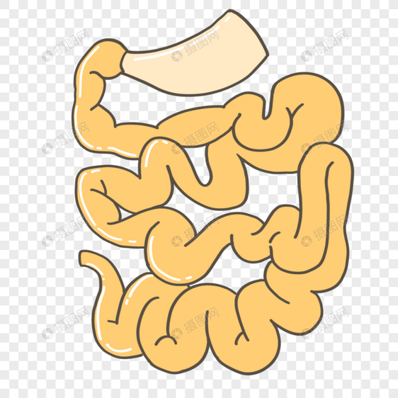 人体器官大肠图片