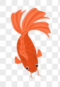 橙红色金鱼图片
